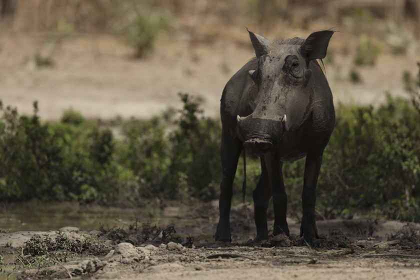 Phacochère dans la savane au Sénégal