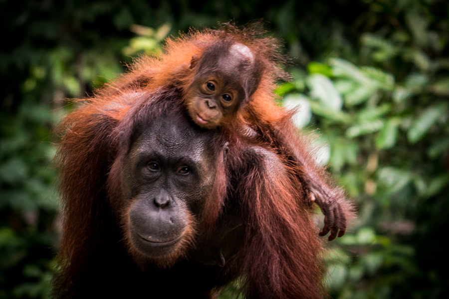 Orang-outan et son petit sur le dos à Bornéo