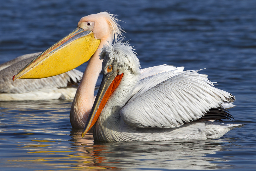 Pélicans sur l'eau en Bulgarie