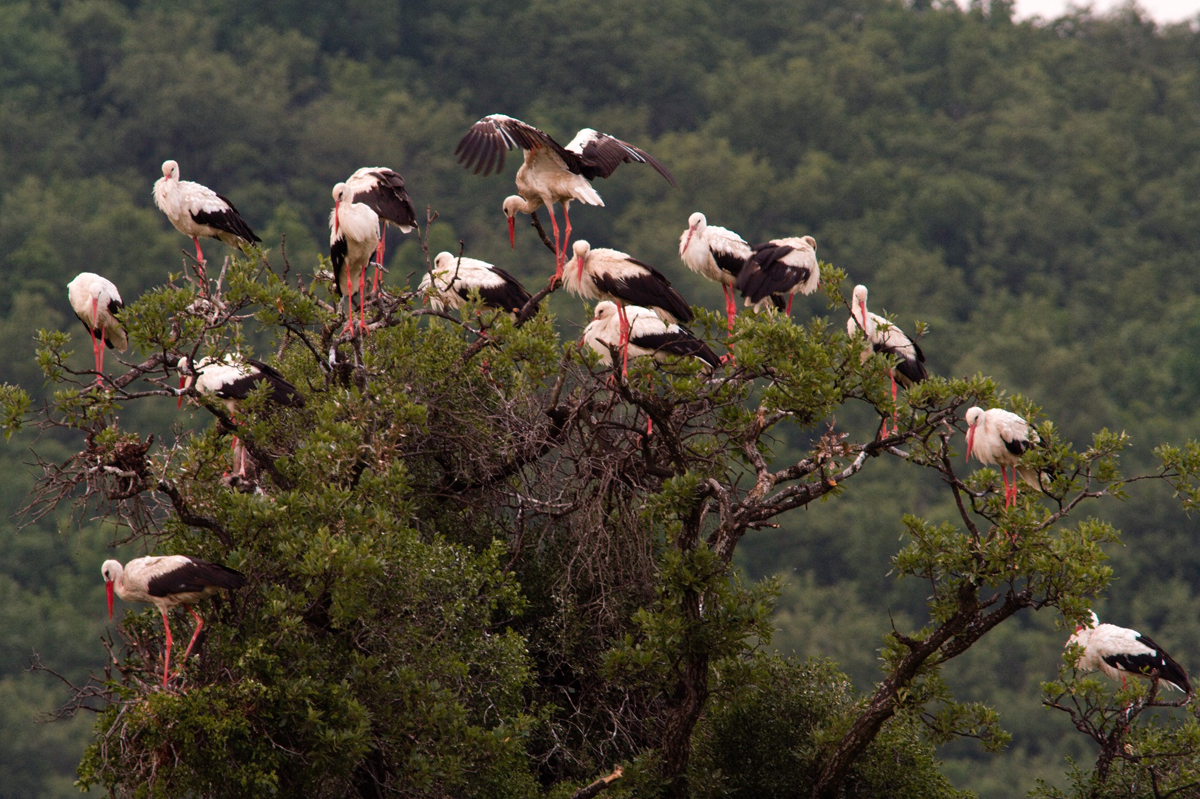 Groupe de cigognes perchées sur un arbre en Bulgarie