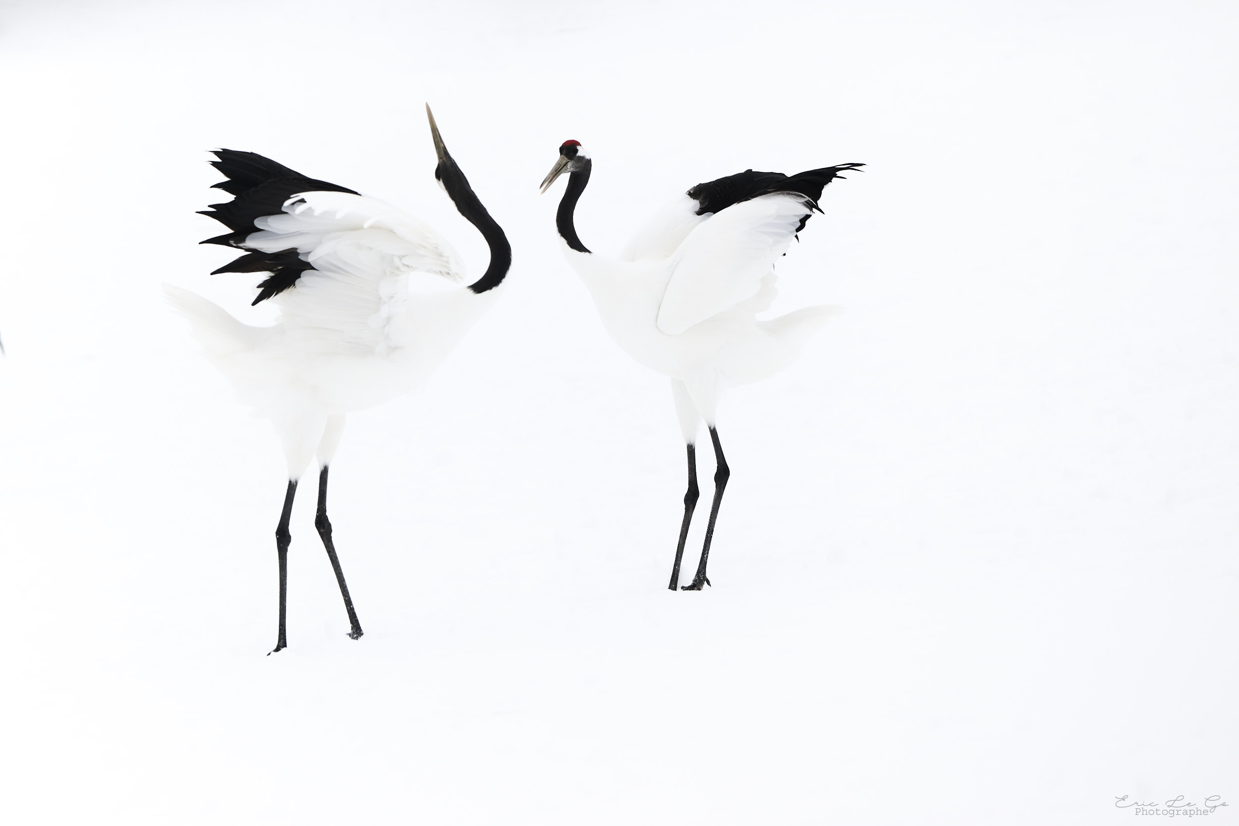 Deux grues face à face dans paysage enneigé d'Hokkaido