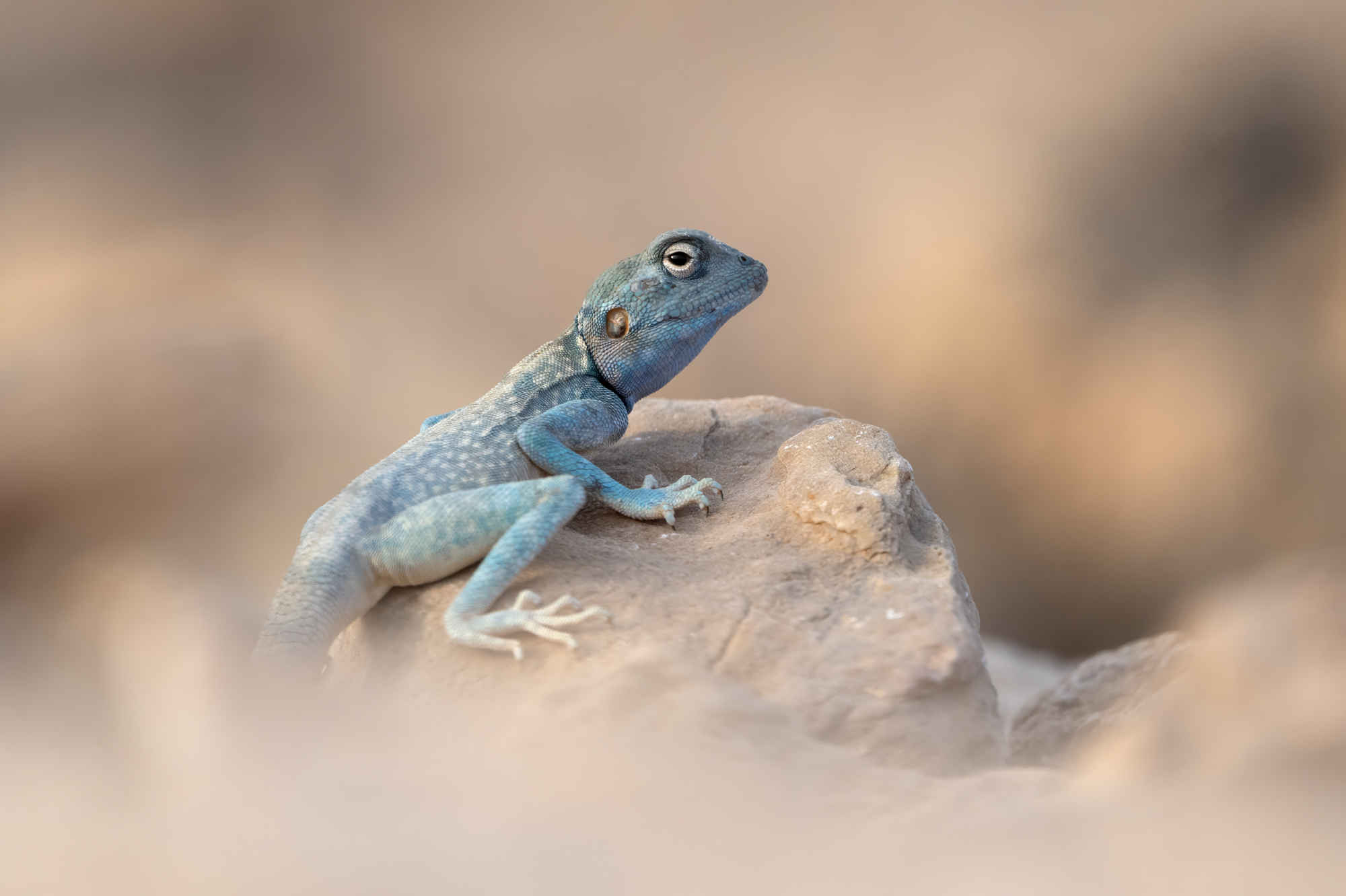 Pseudotrapelus jensvindum Pseudotrapelus jensvindum sur un rocher à Oman