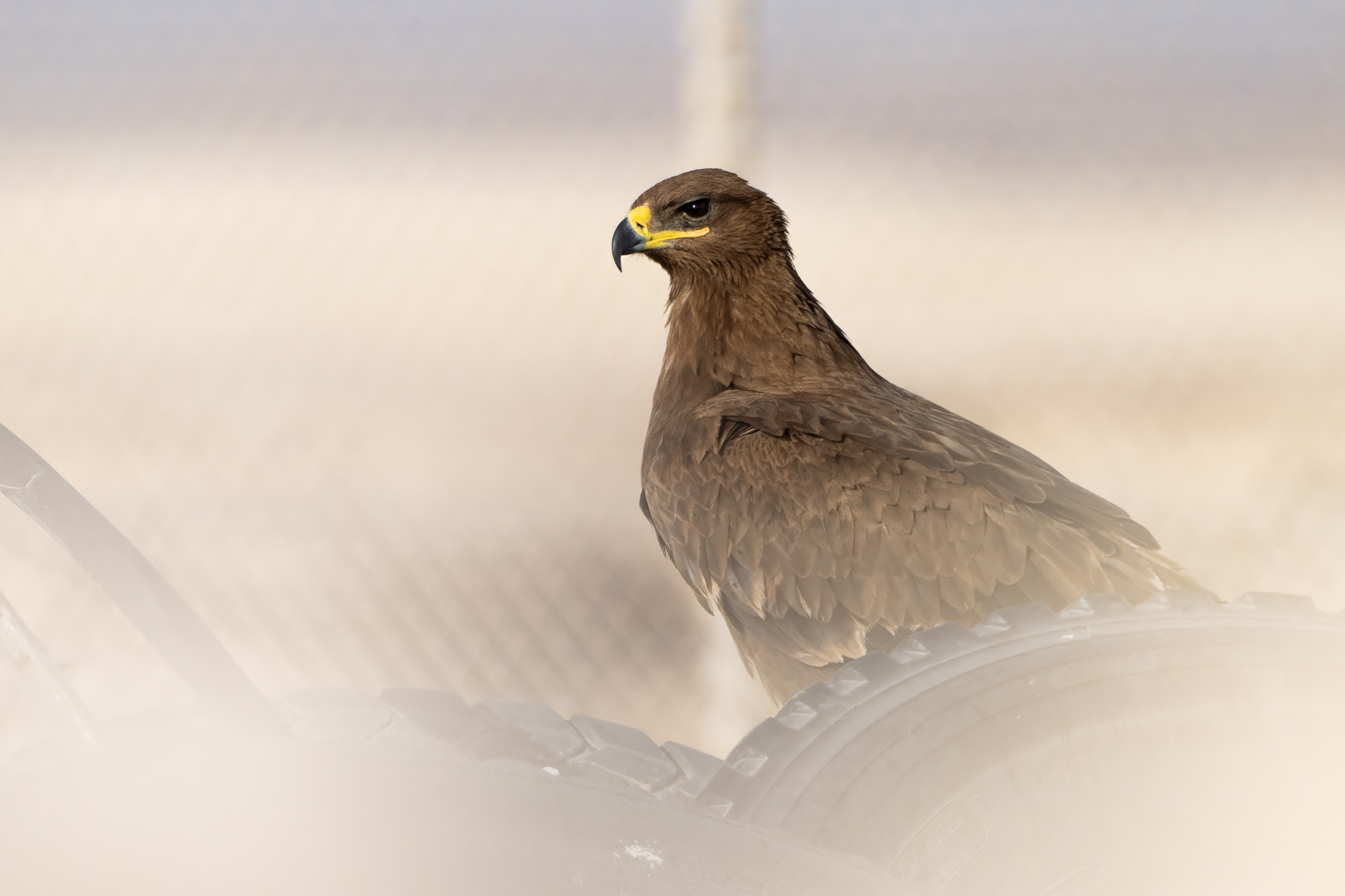 Aigle des steppes Aigle des steppes posé sur des pneus à Oman