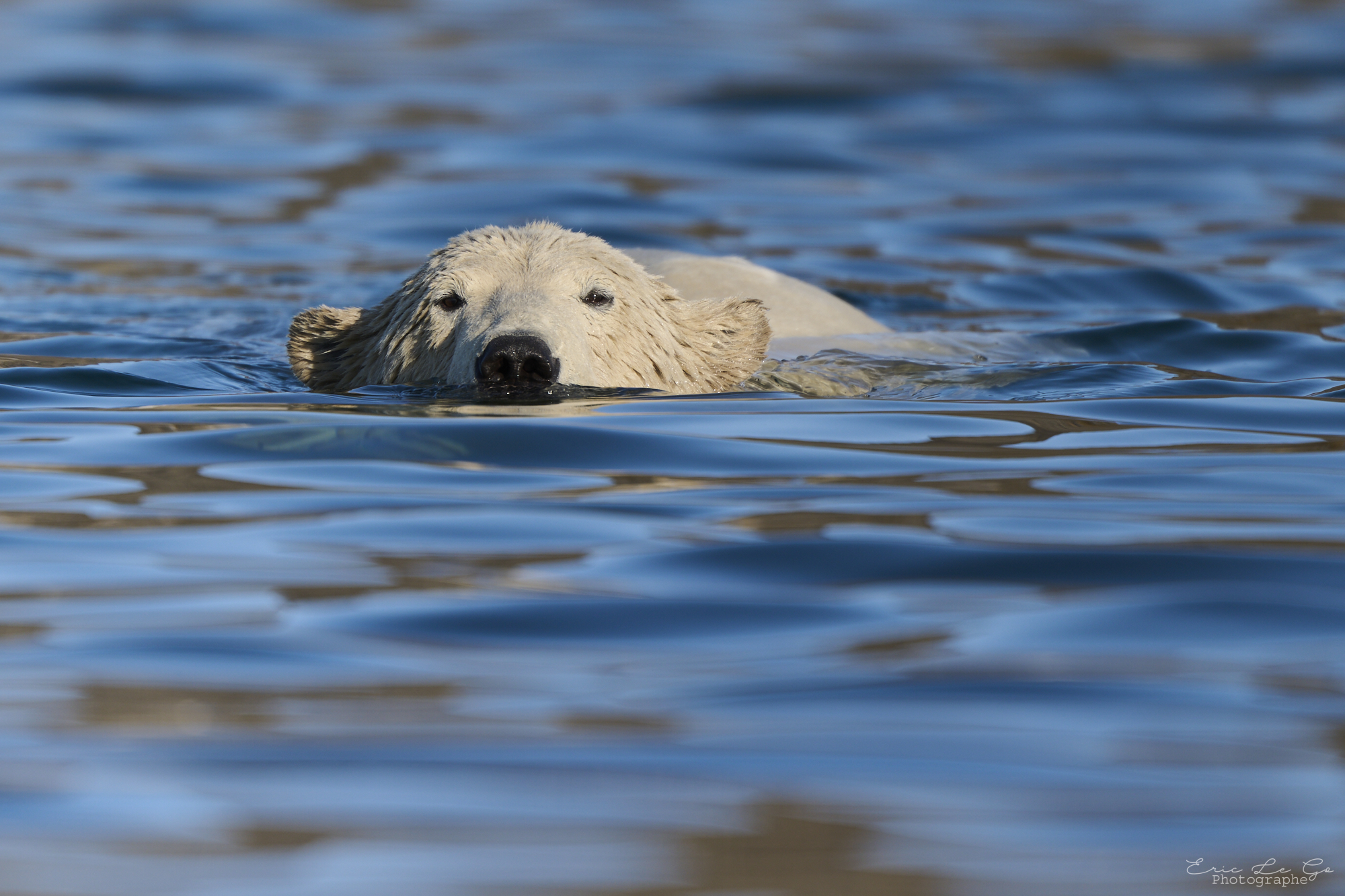 Ours polaire dans l'eau au Svalbard