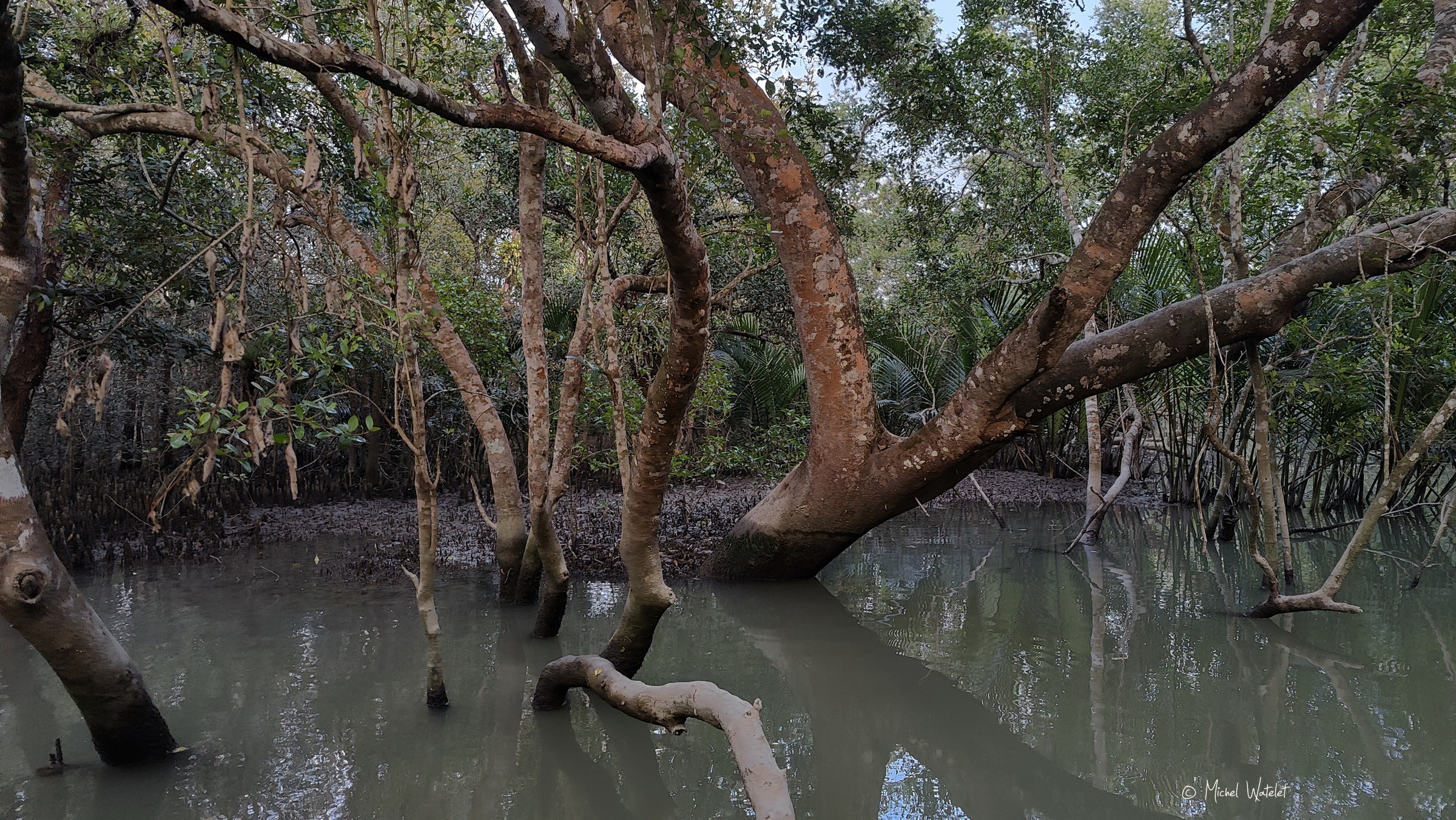 Mangrove au Bangladesh