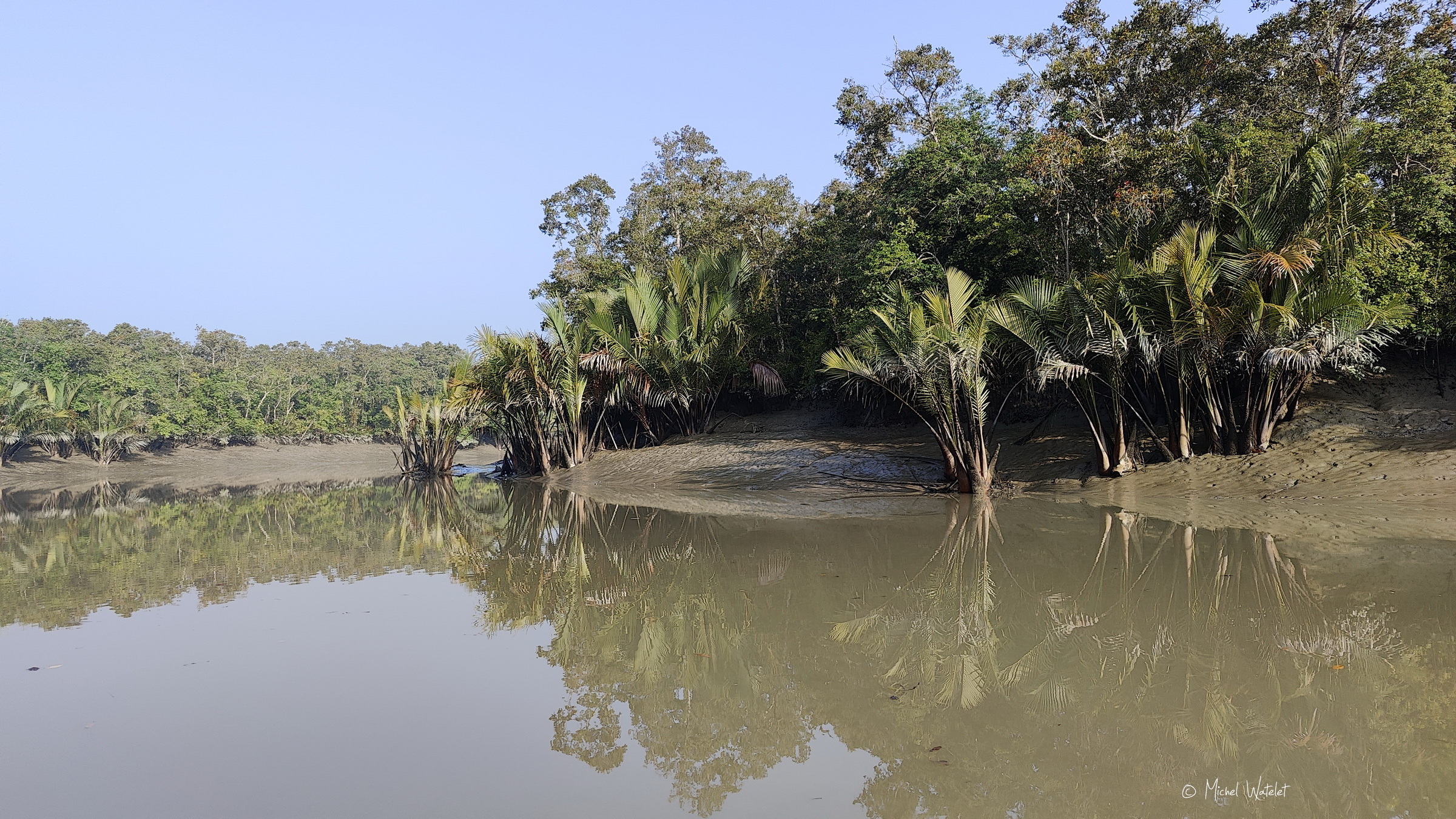 Mangrove au Bangladesh