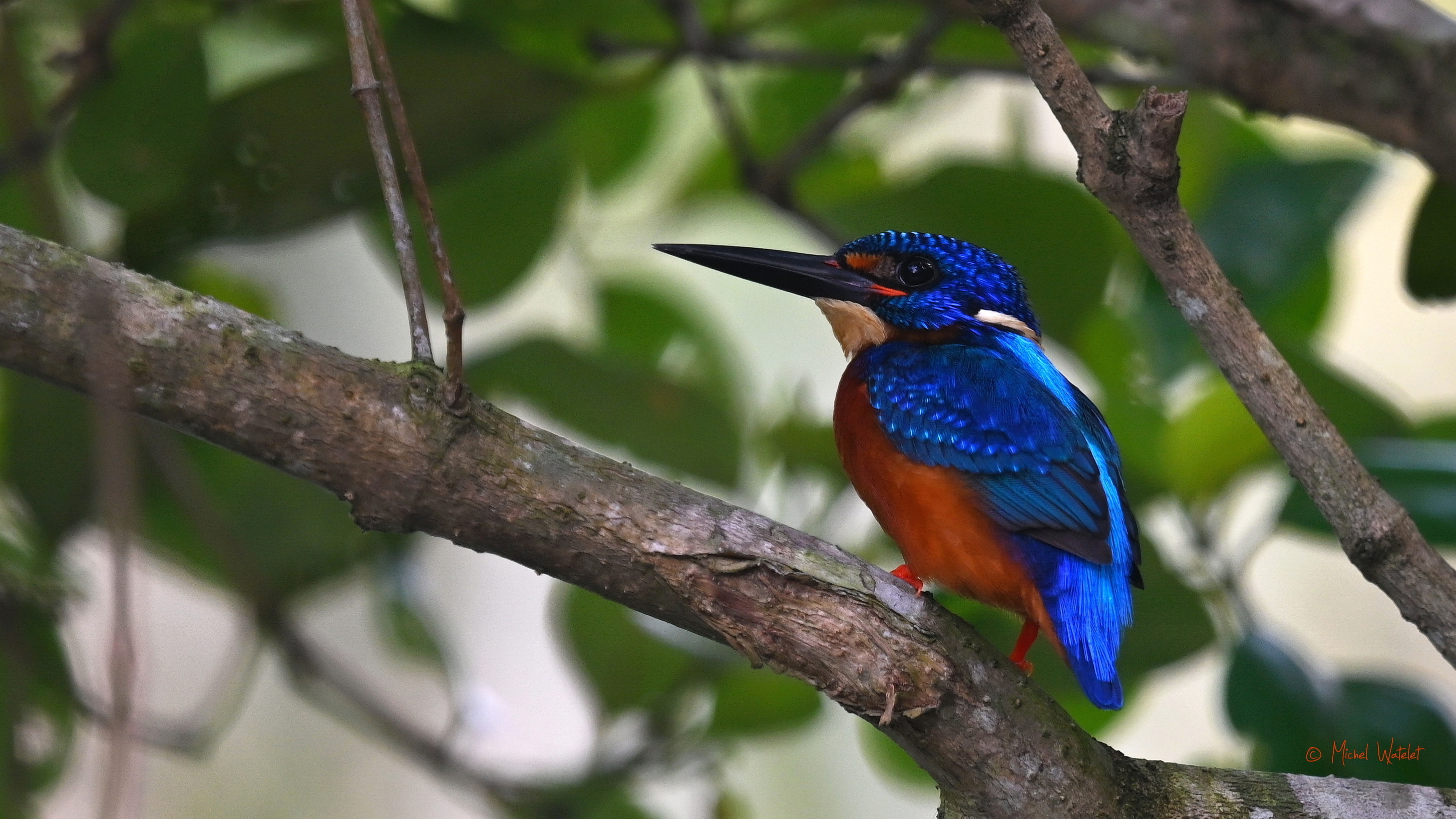 Martin-pêcheur méninting au Bangladesh