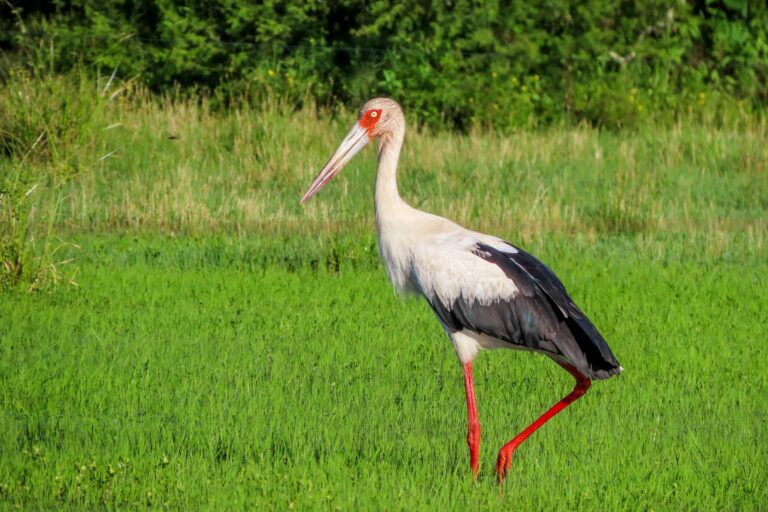 Cigogne maguari en Guyane