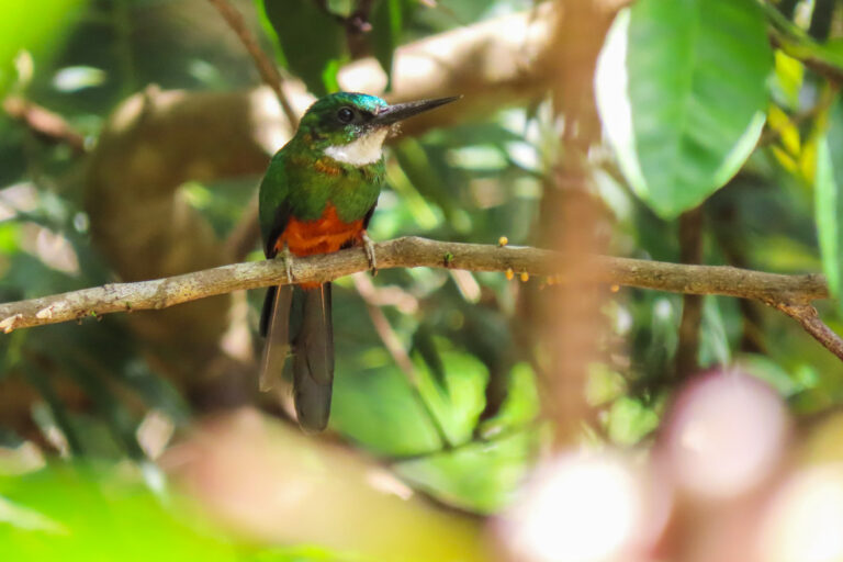 Jacamar vert en Guyane