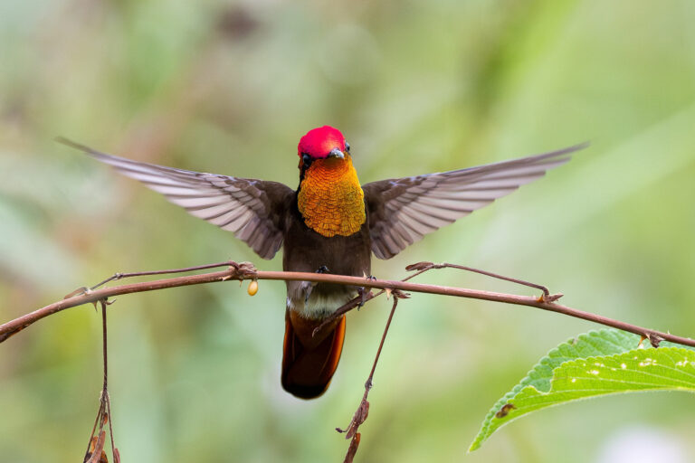 Colibri rubis-topaze en Guyane