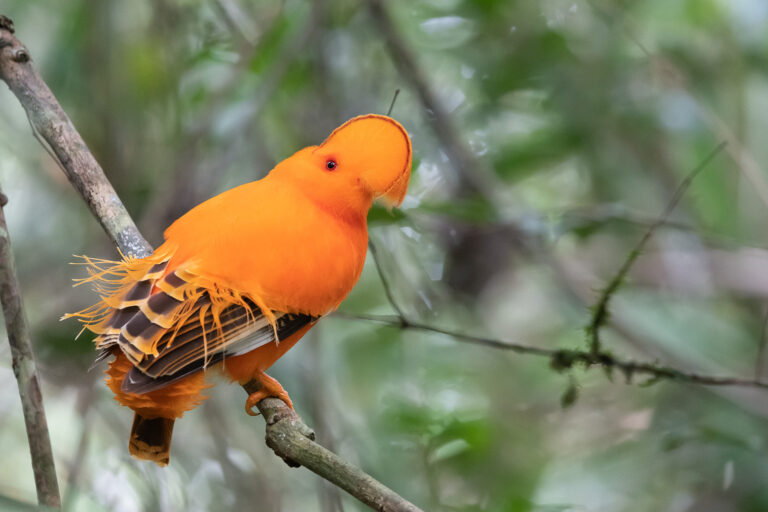 Coq-de-roche orange en Guyane