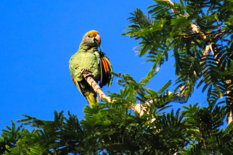 Amazone de Dufresne en Guyane