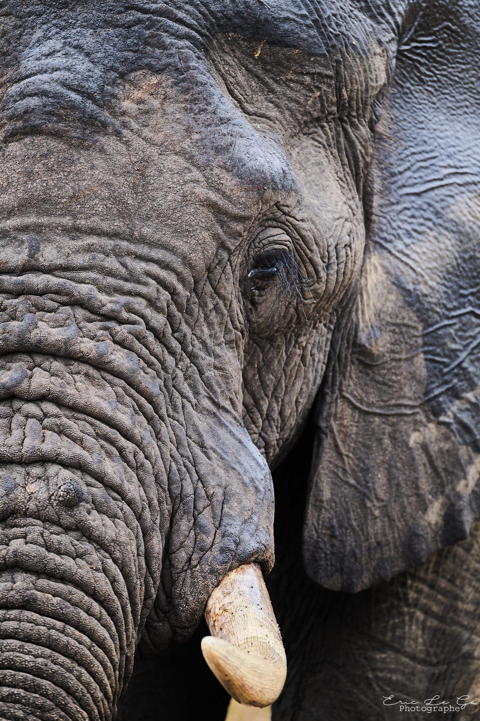 Un éléphant lors d'un voyage photo en Afrique du Sud
