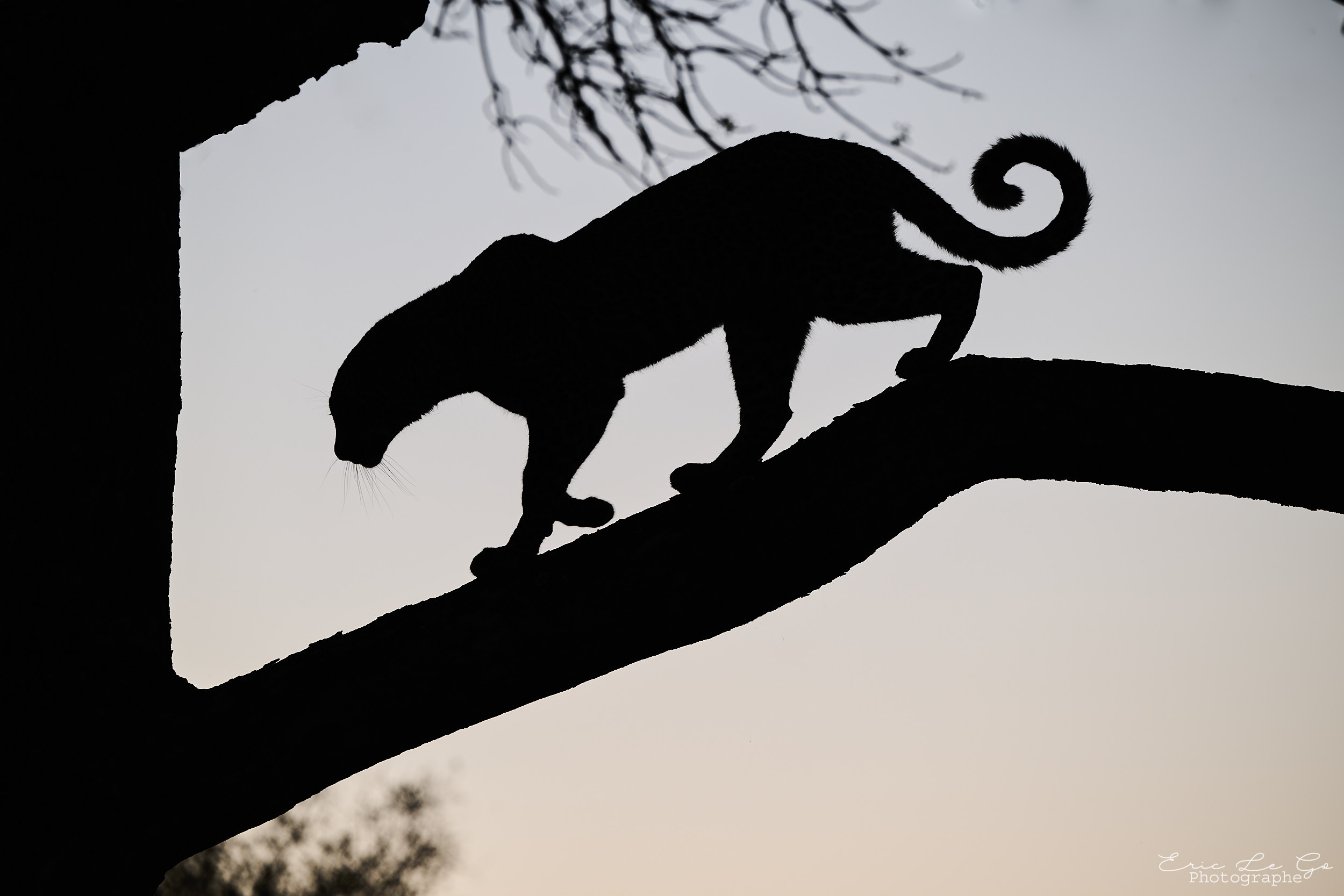 Ombre d'un léopard sur une branche lors d'un voyage photo en Afrique du Sud