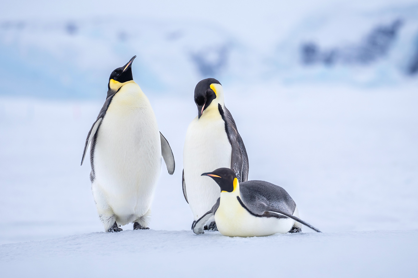 Trois manchots sur la banquise en Antarctique