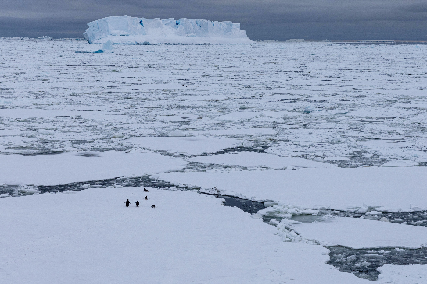 Banquise et manchots en Antarctique