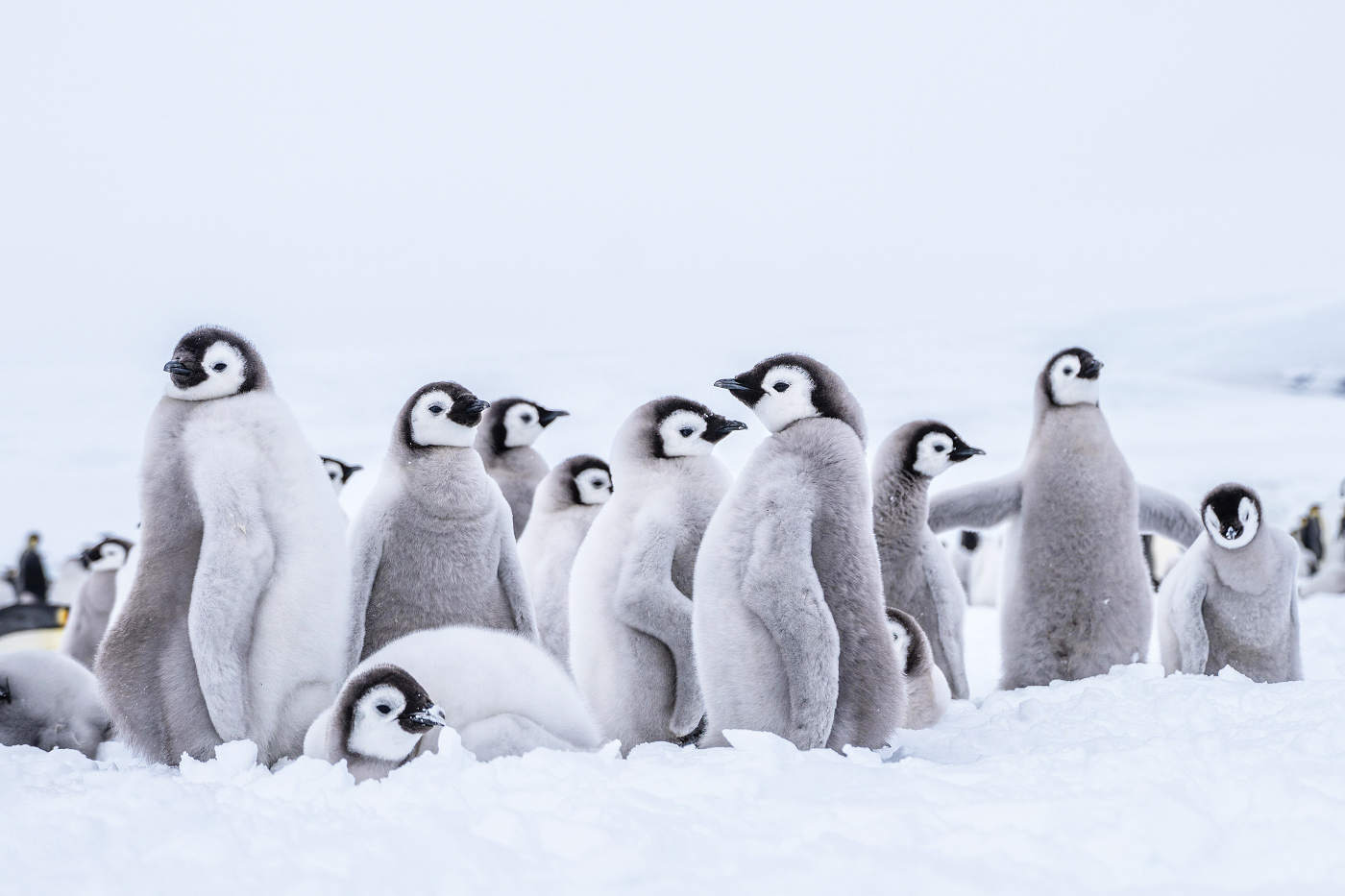 Groupe de bébés manchots en Antarctique