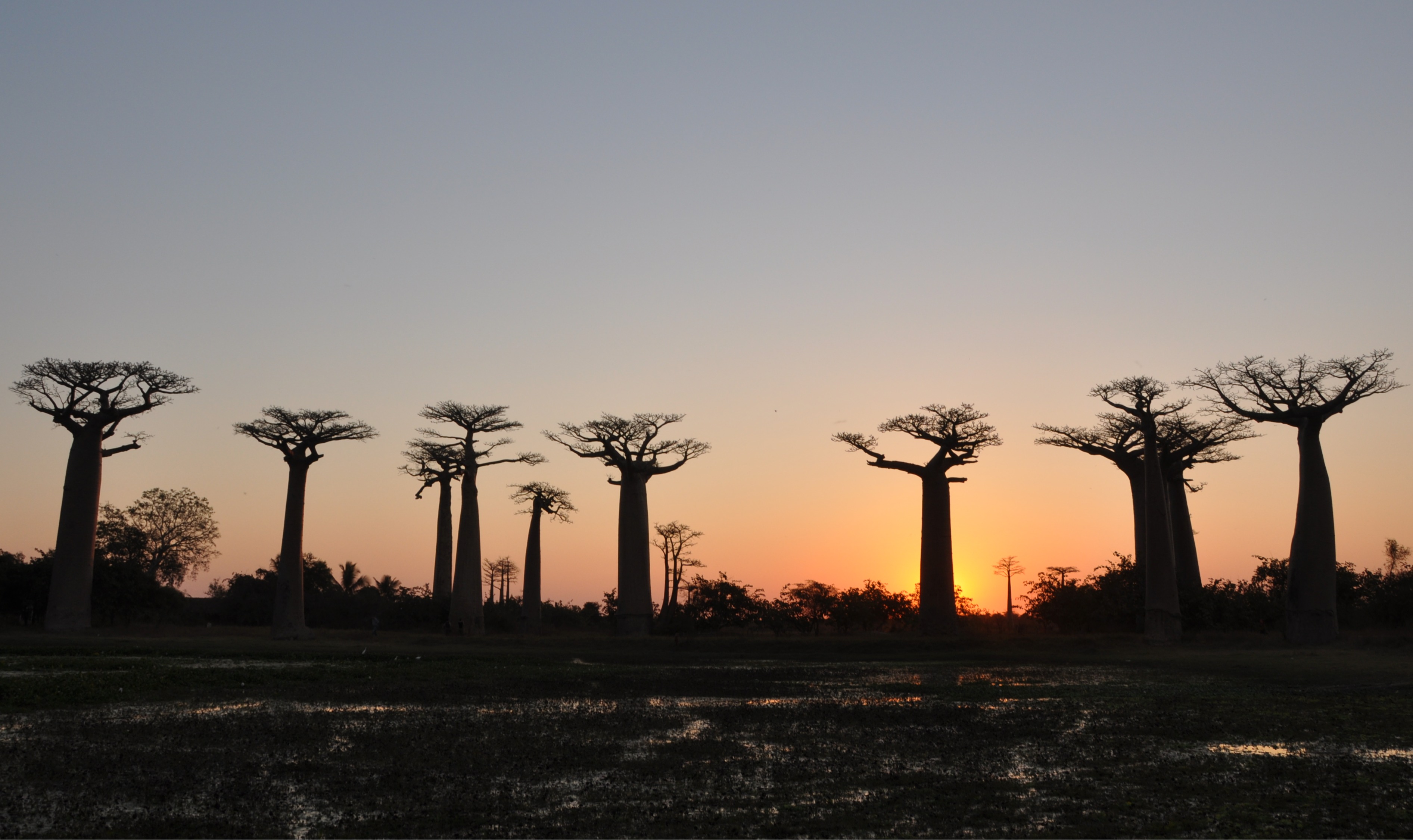 Allée de baobabs au coucher de soleil à Madagarcar