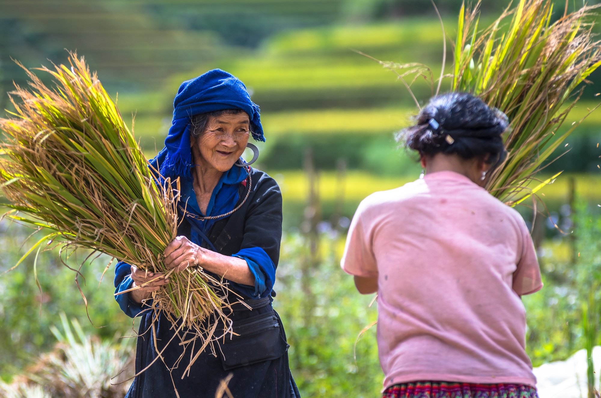 Travailleuses dans les rizières au Viet Nam