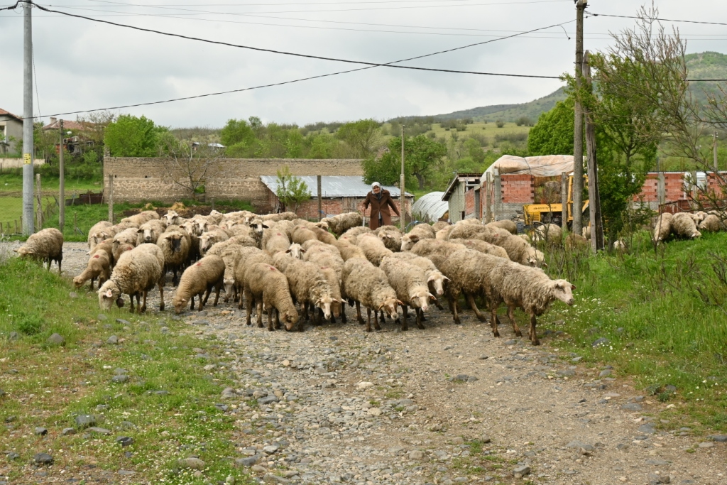 Troupeau de moutons en Bulgarie