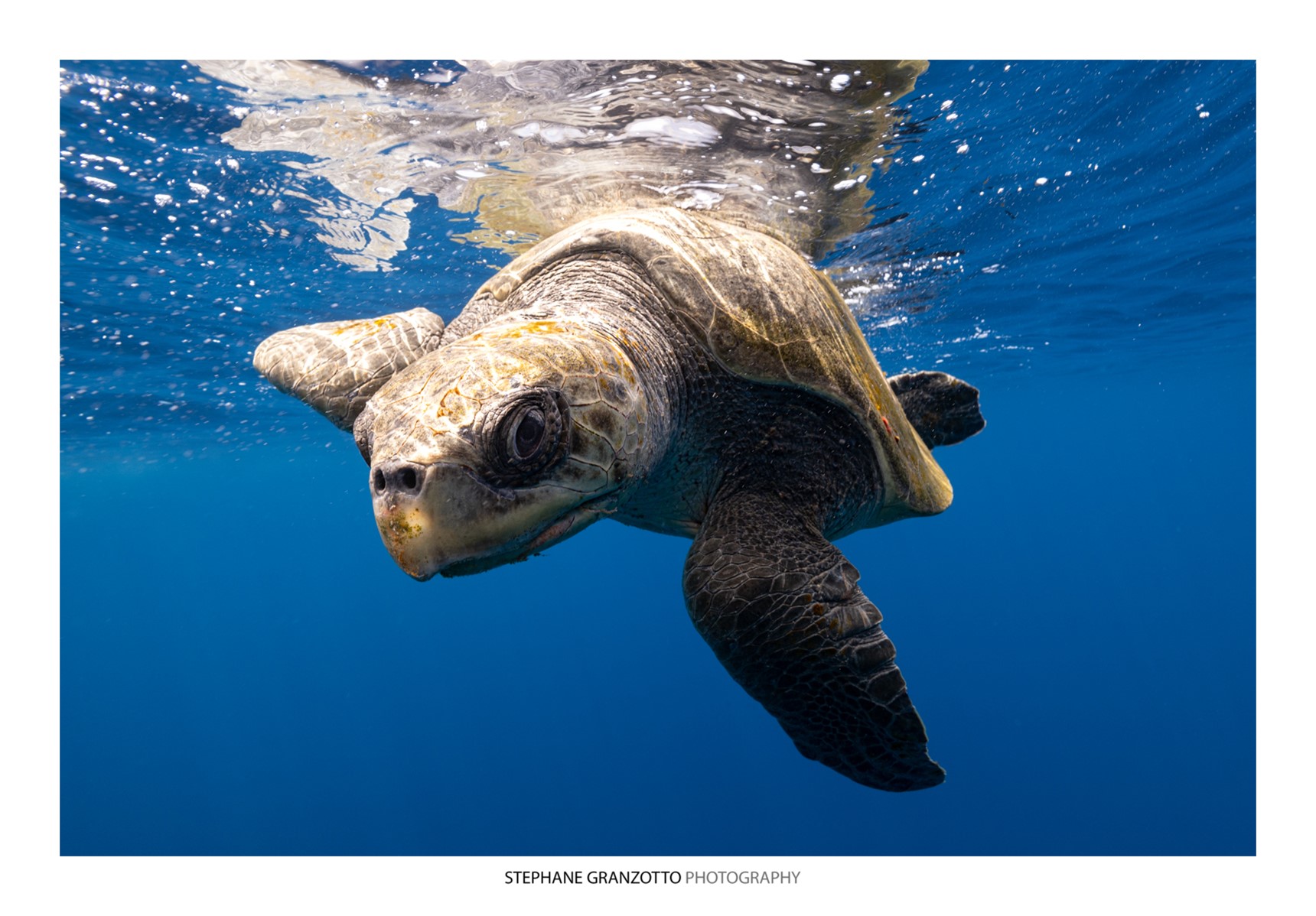 Tortue marine aux Tonga