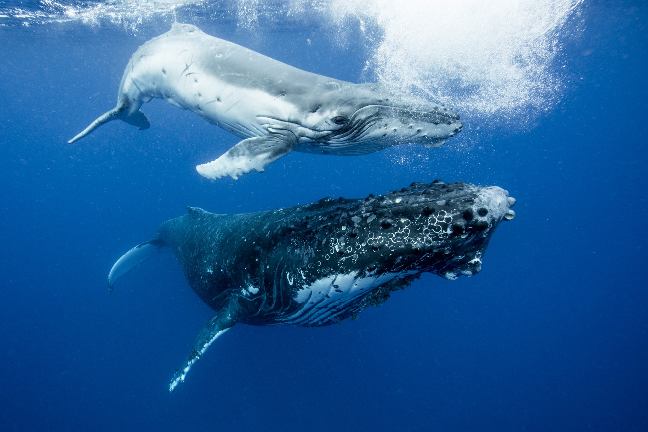 Baleines aux Tonga