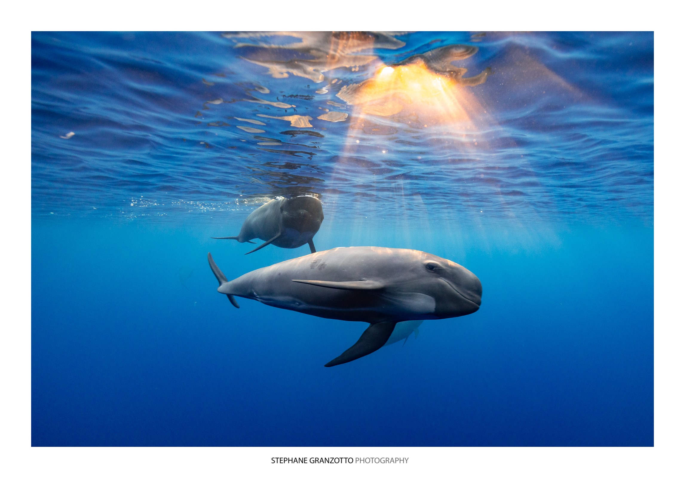 Faune marine des Tonga