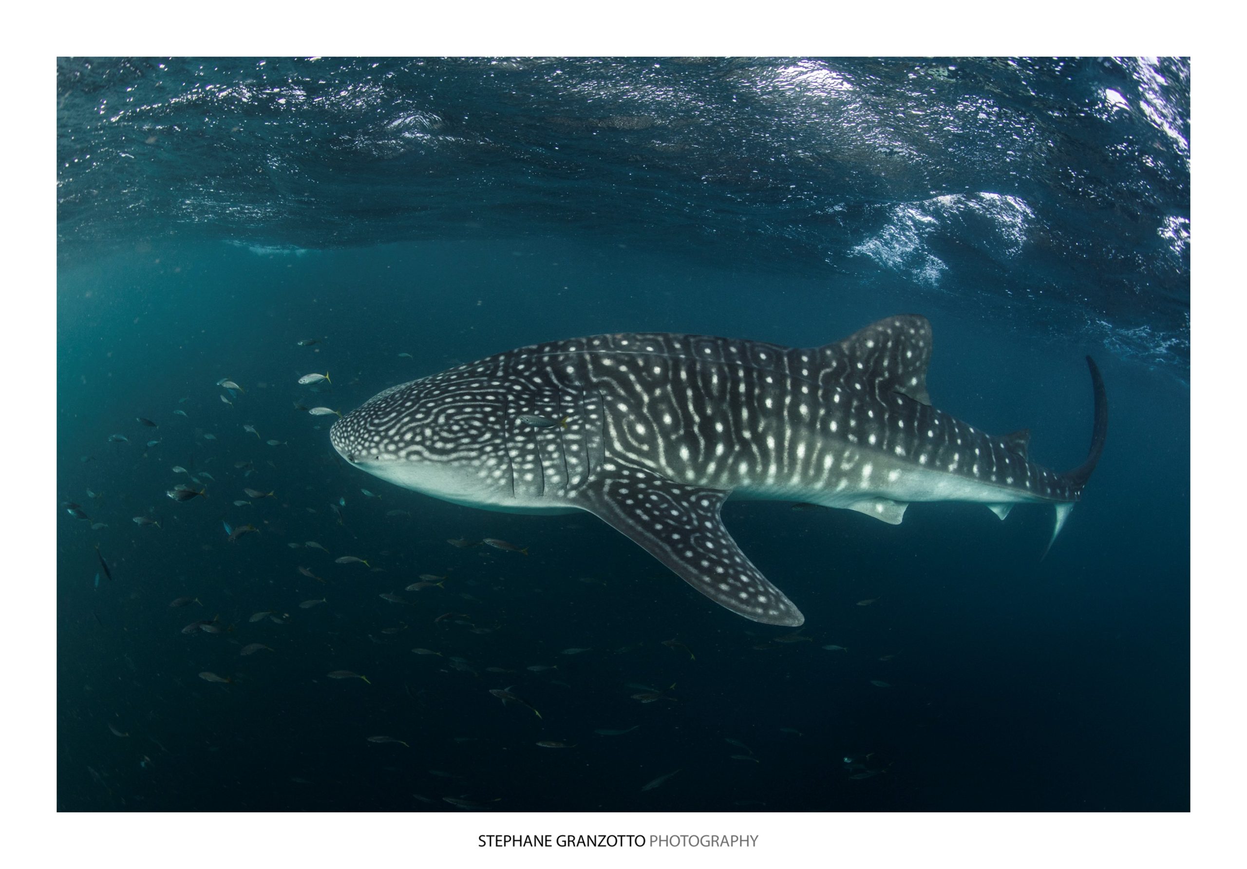 Faune marine des Tonga