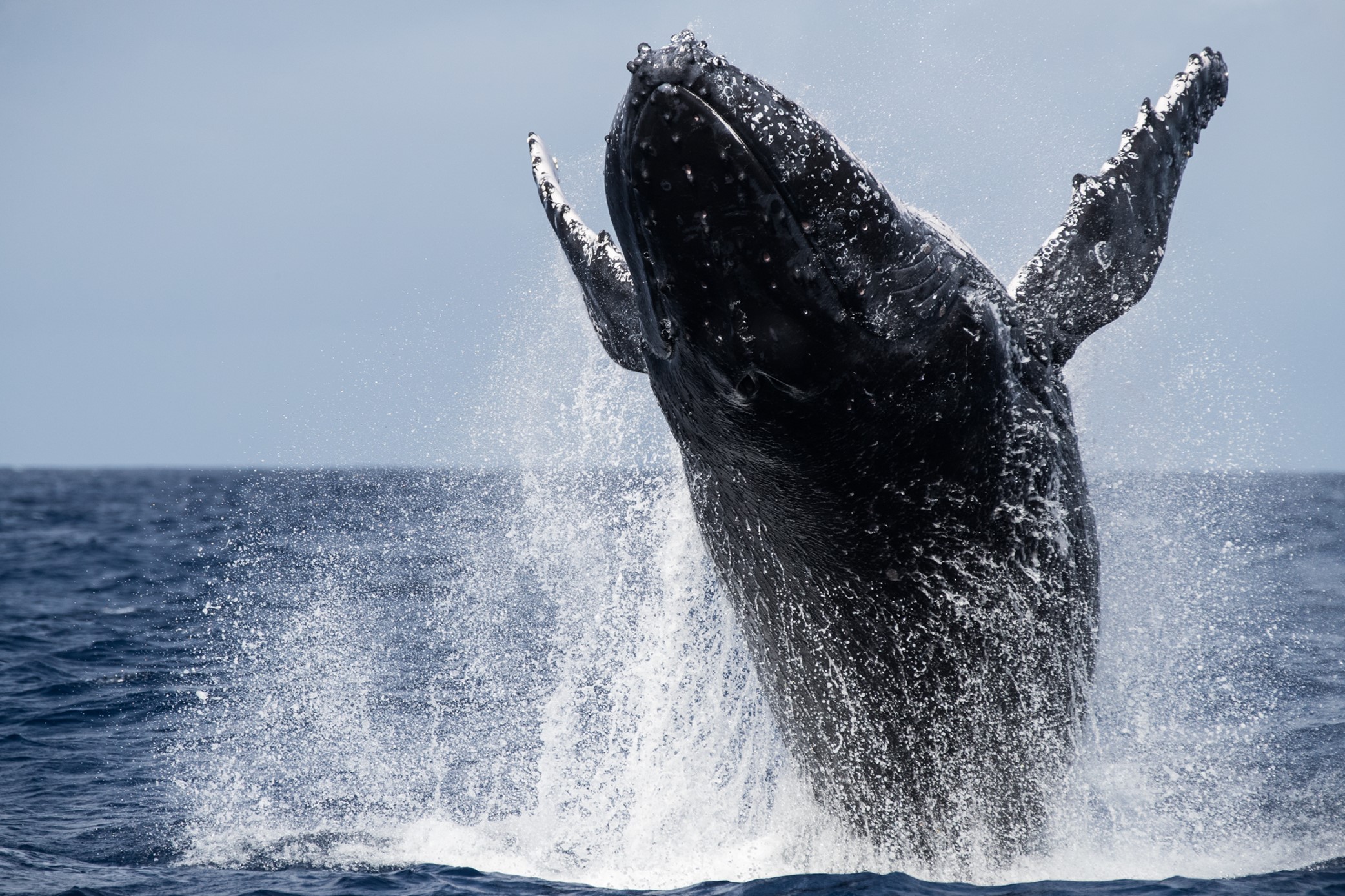 Saut de baleine à bosse aux Tonga