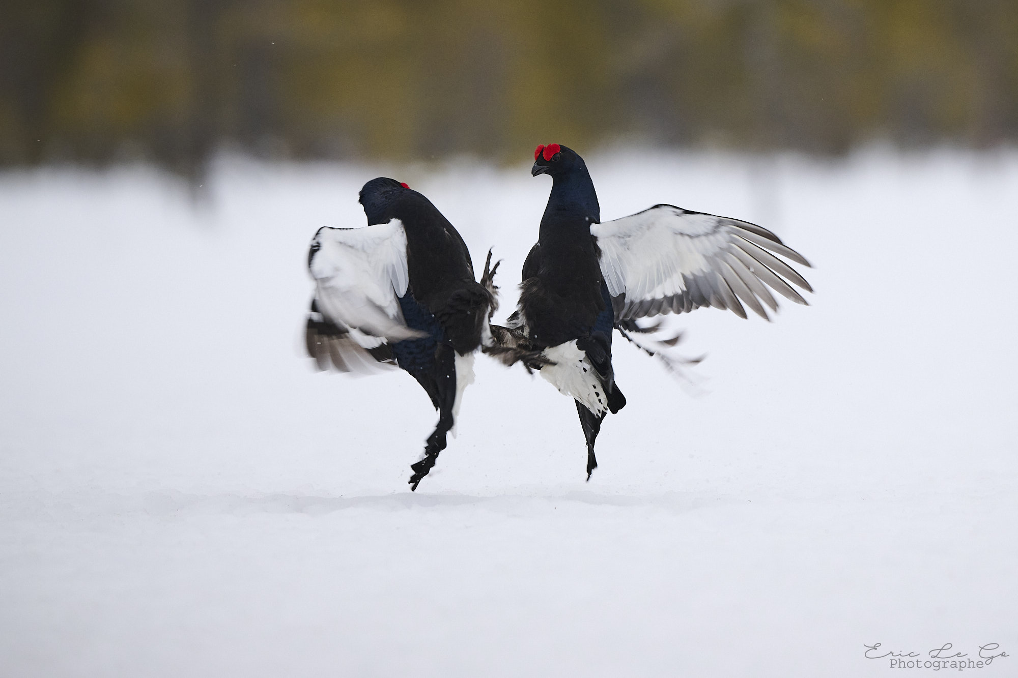Deux Tétras lyres en train de sauter dans la neige en Finlande