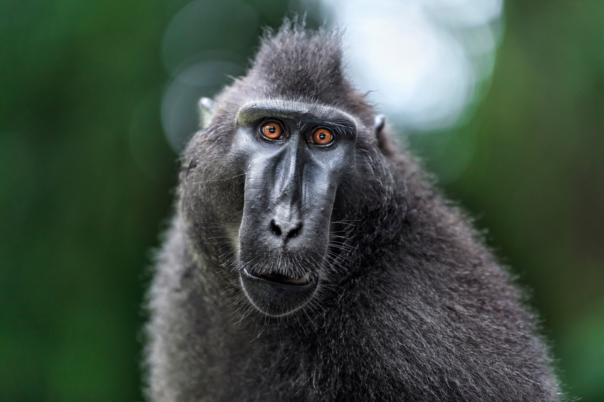 Macaca nigra en Indonésie