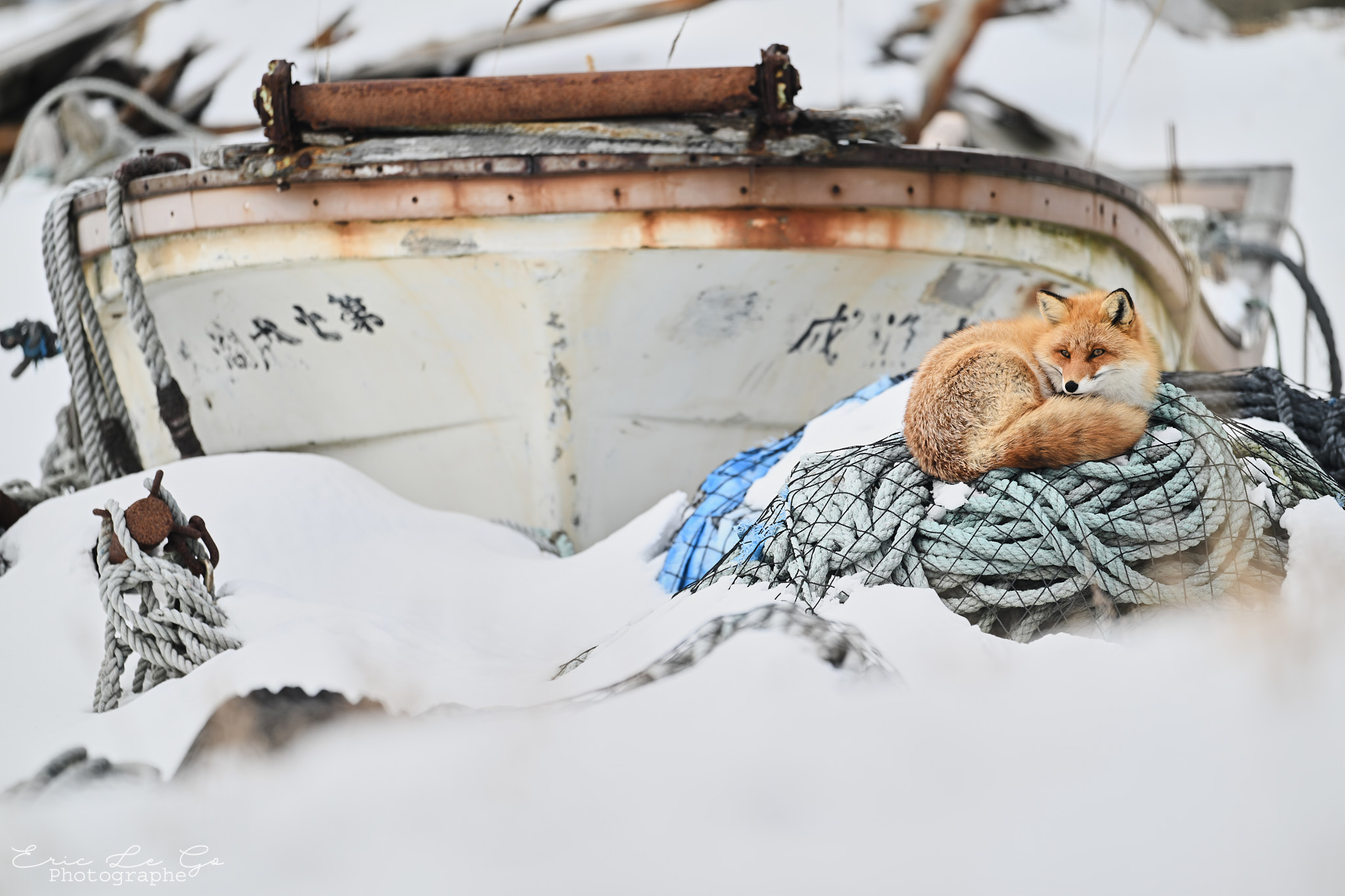 Renard roux posé sur filet de pêcheur à Hokkaido