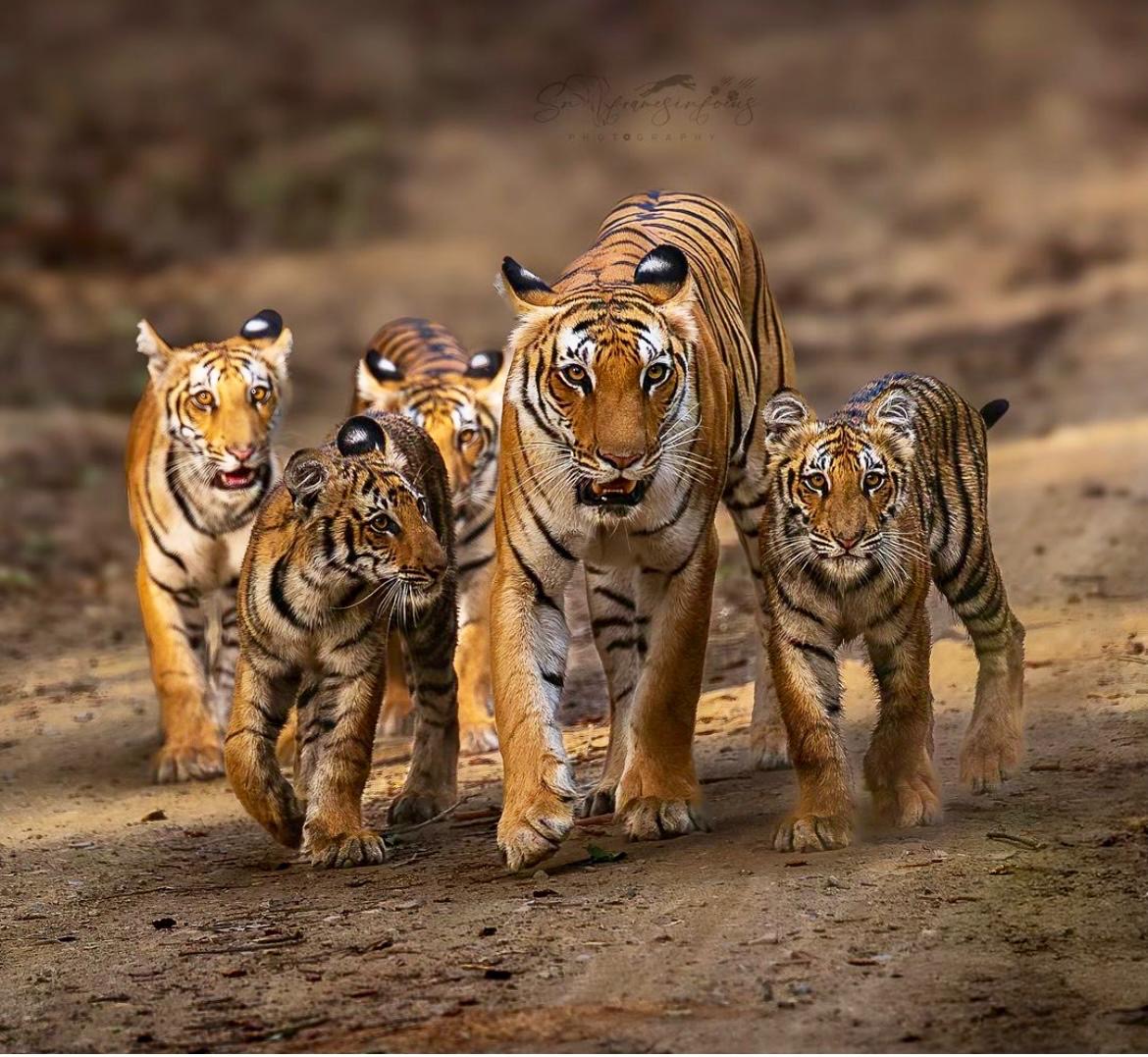 Famille de tigres en Inde