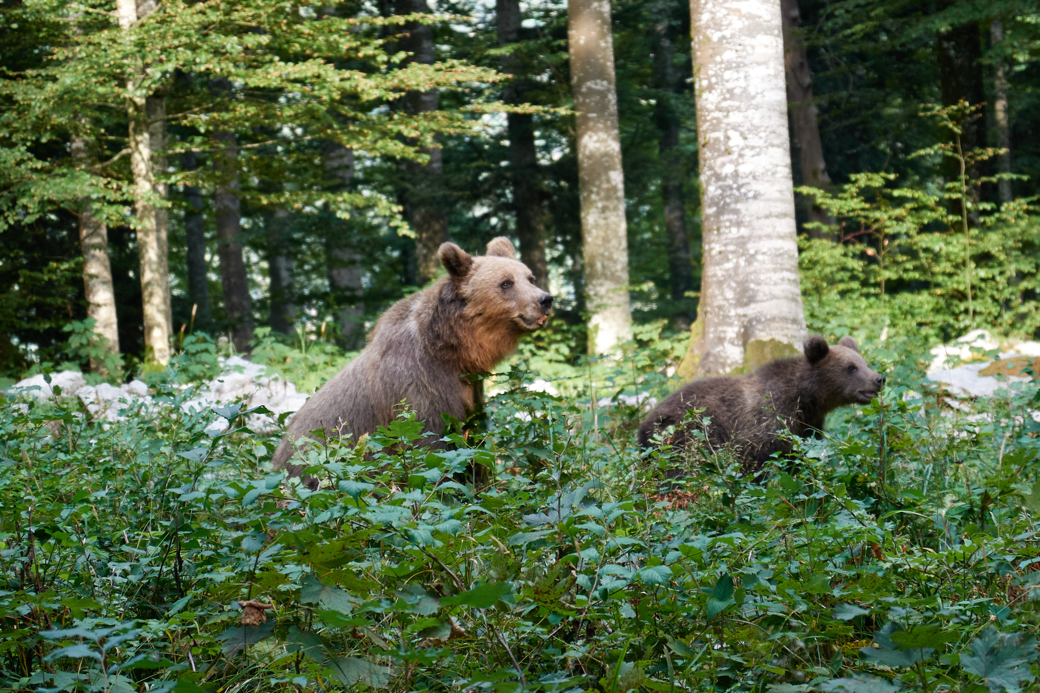 Ours brun et son petit en Slovénie