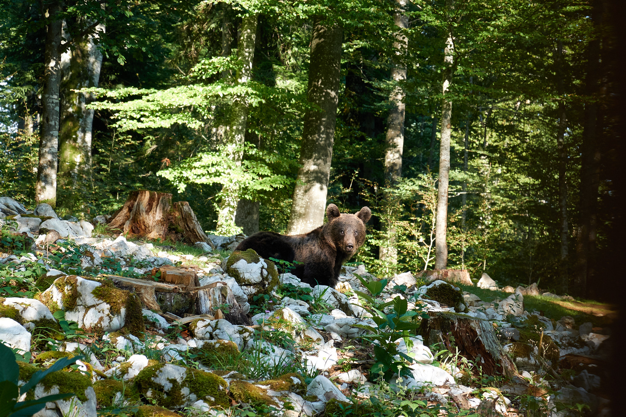 Ours brun en Slovénie