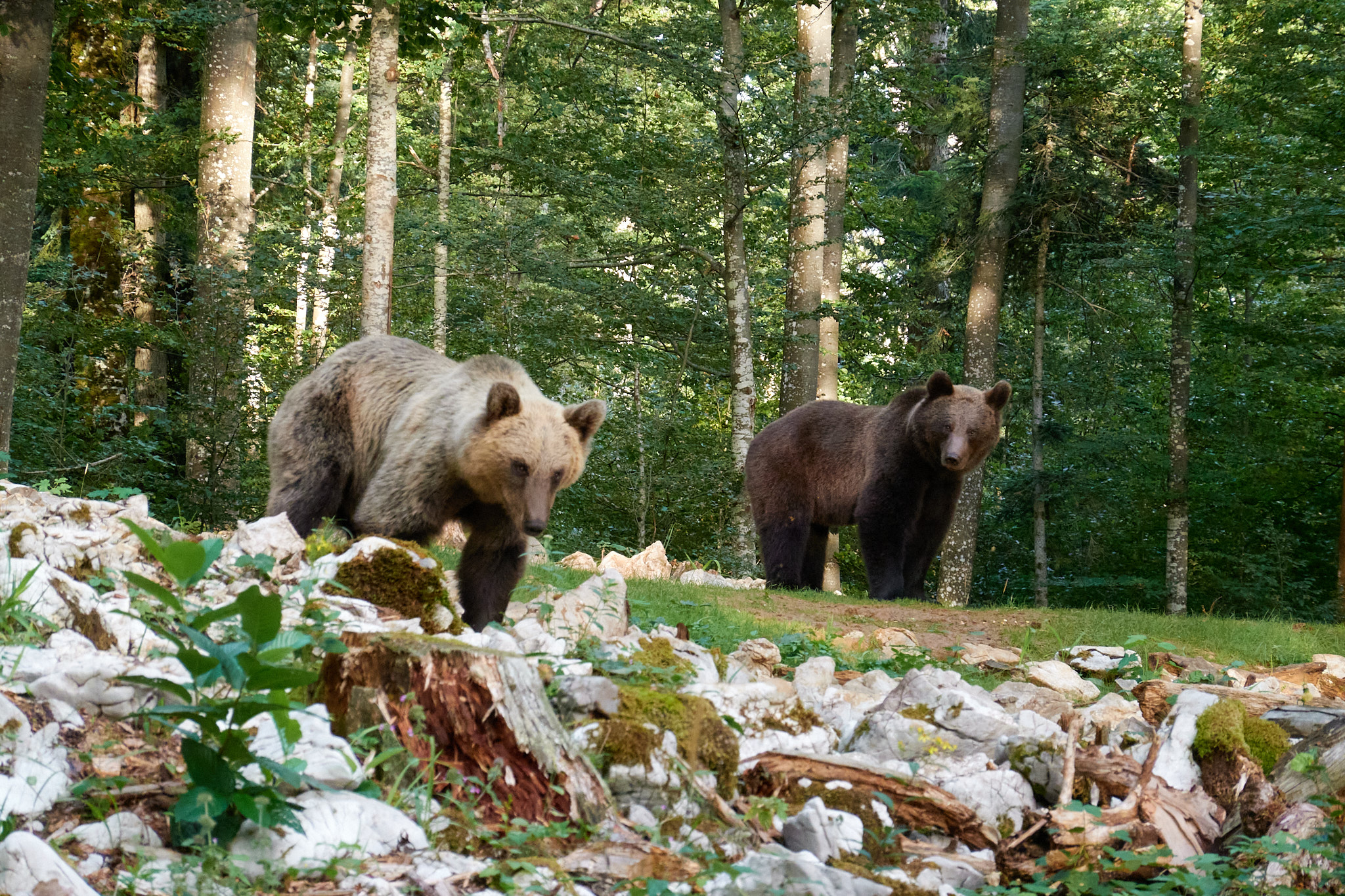 Ours bruns en Slovénie