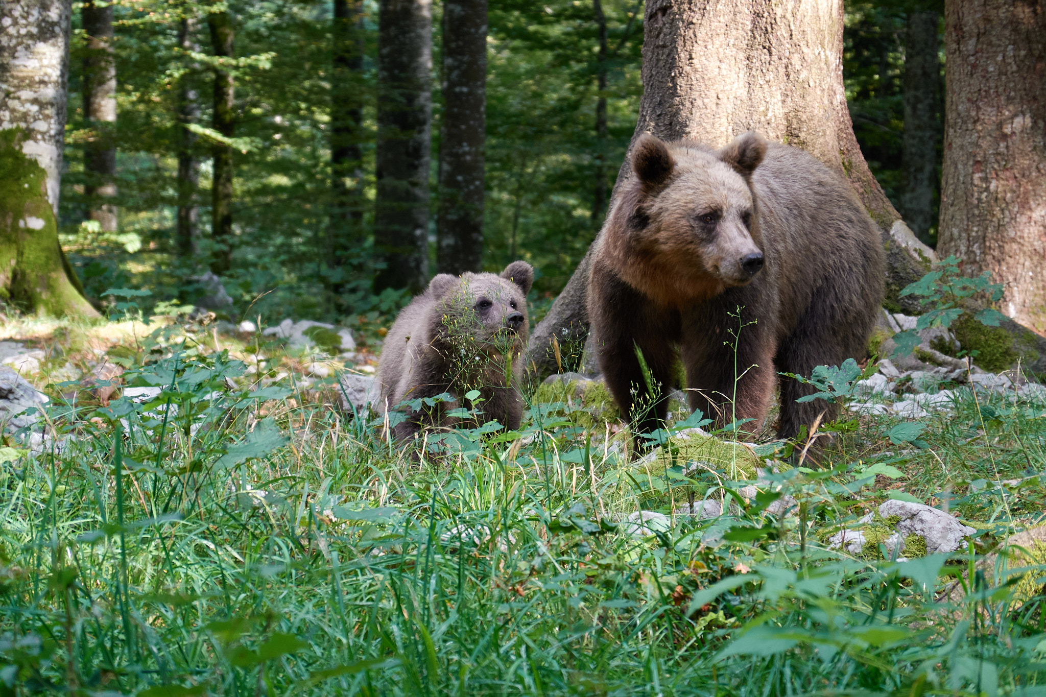 Ours brun et son petit en Slovénie