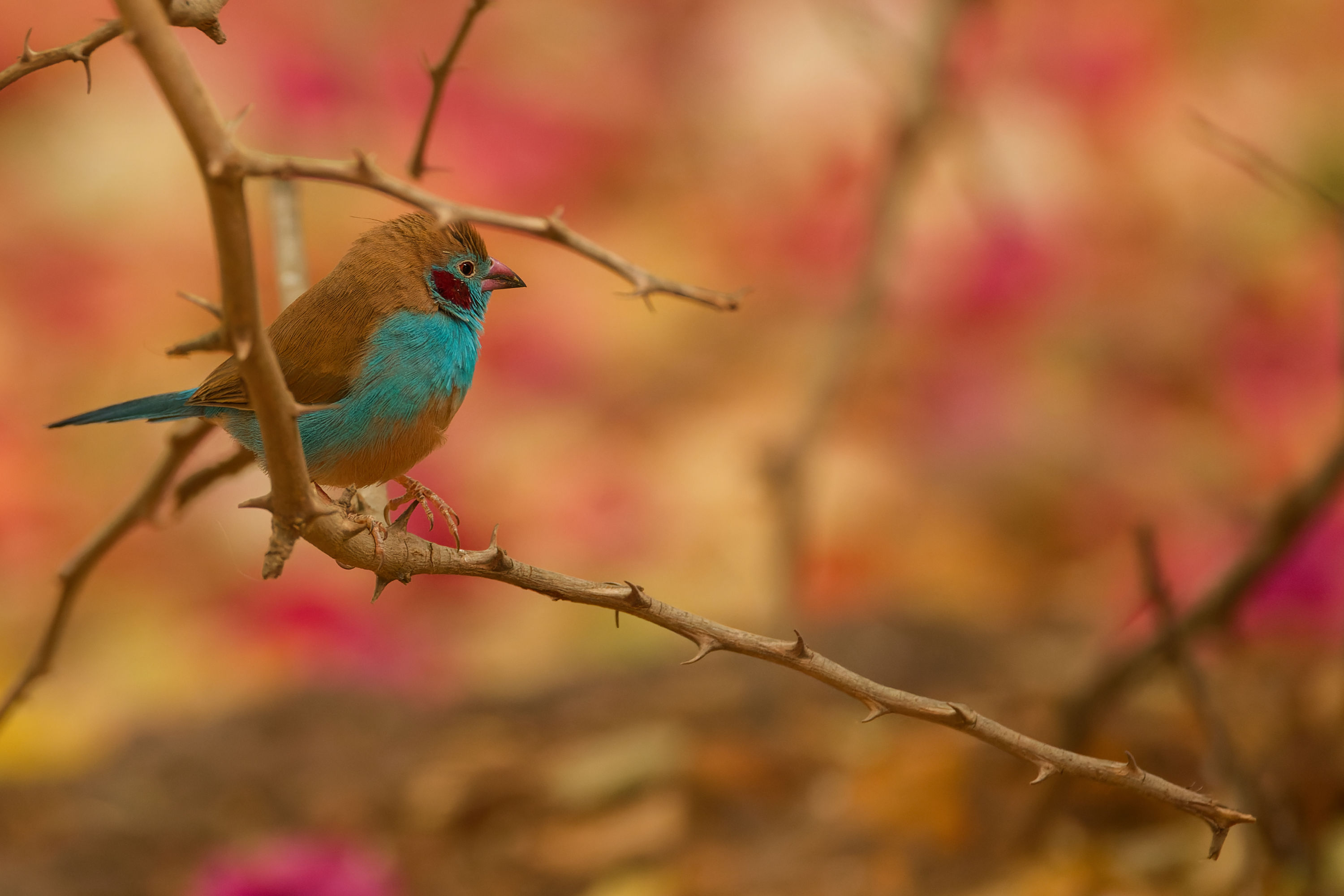Cordonbleu à joues rouges posé sur une branche au Sénégal