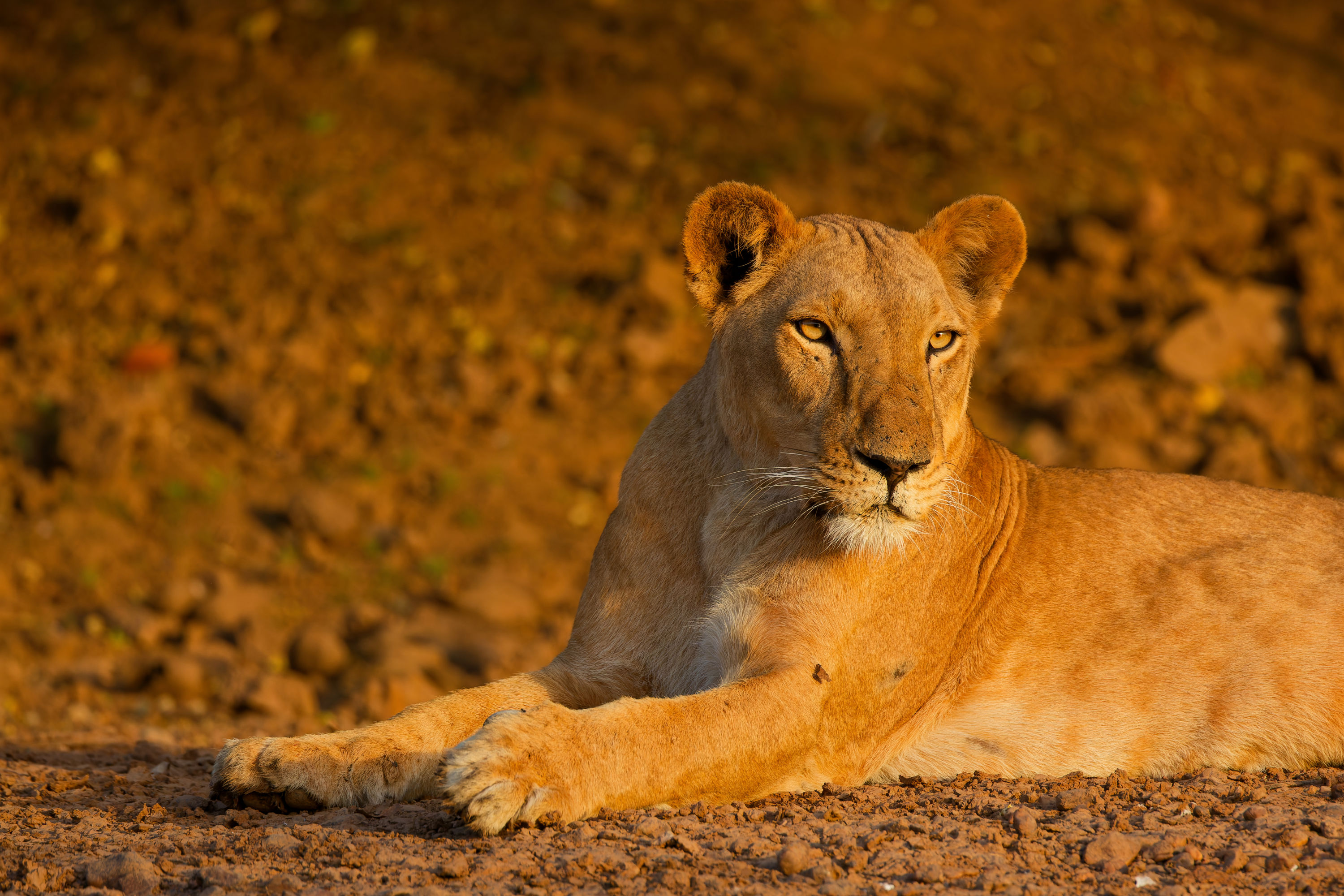 Lionne allongée par terre au Sénégal