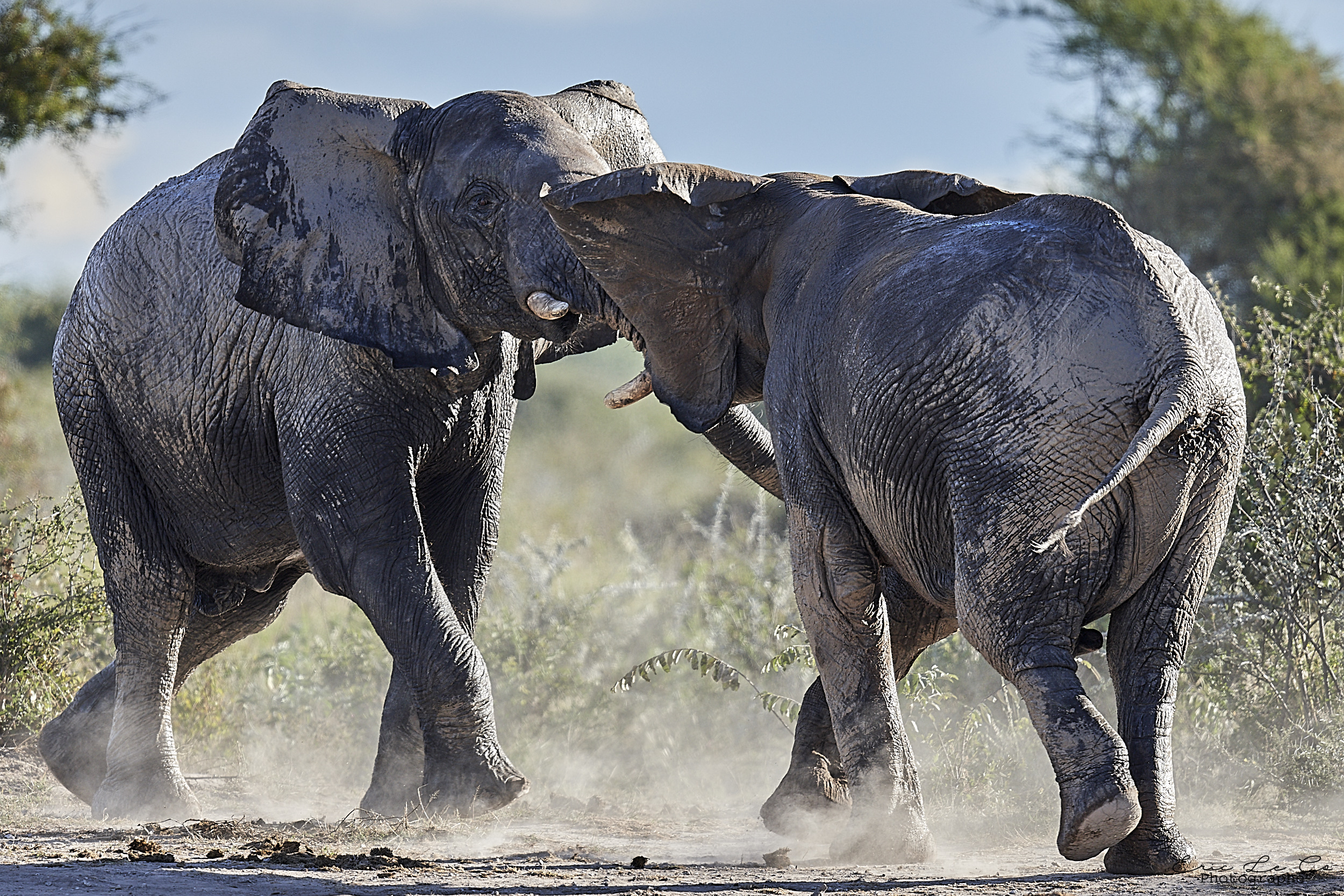 Deux éléphants face à face au Botswana