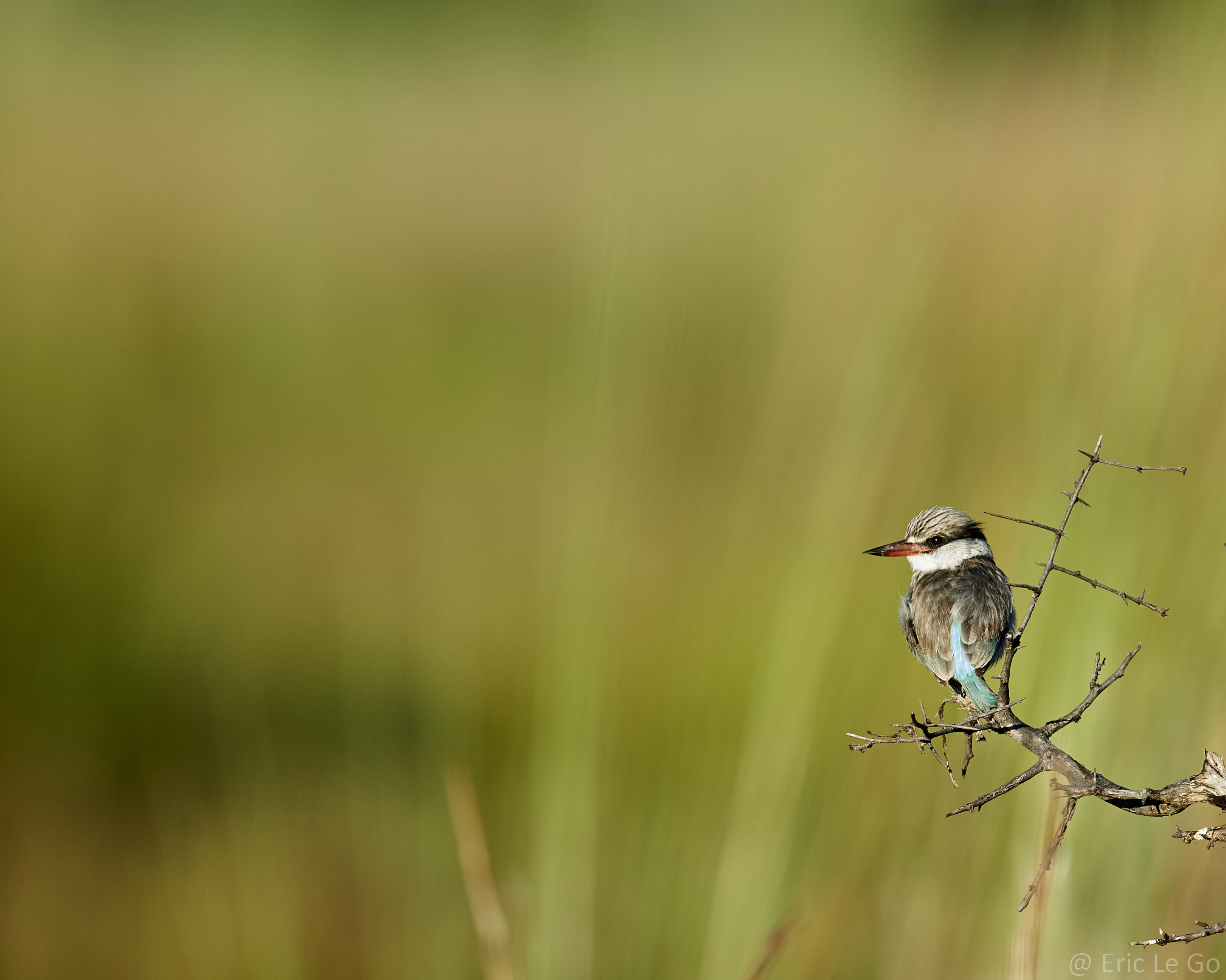 Petit oiseau sur une branche au Botswana