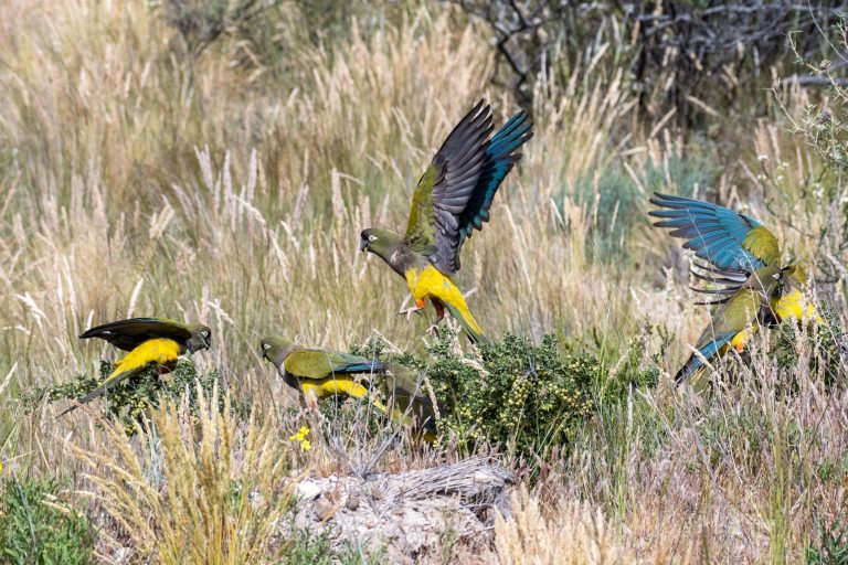 Conure de Patagonie en Argentine