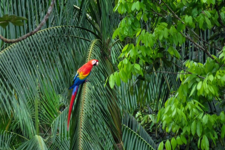 Ara rouge en Guyane