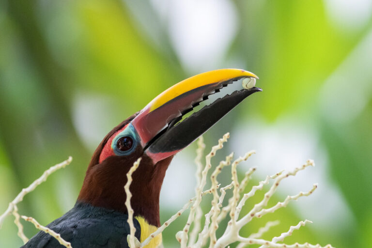 Araçari vert en Guyane