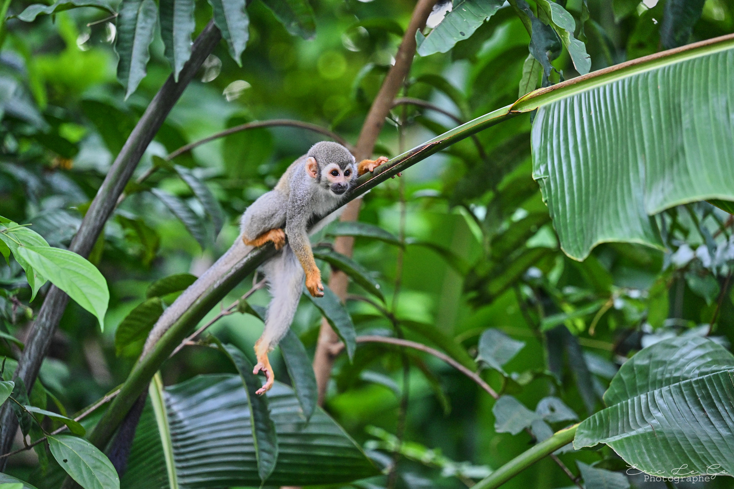 Saïmiri commun dans les arbres au Brésil