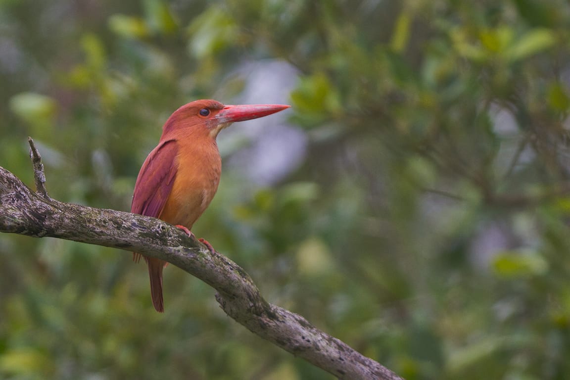 Oiseau rouge et orange perché sur un arbre en Inde