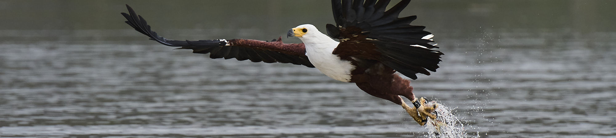 Aigle volant au-dessus de l'eau au Kenya