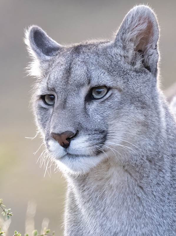 Puma en Patagonie