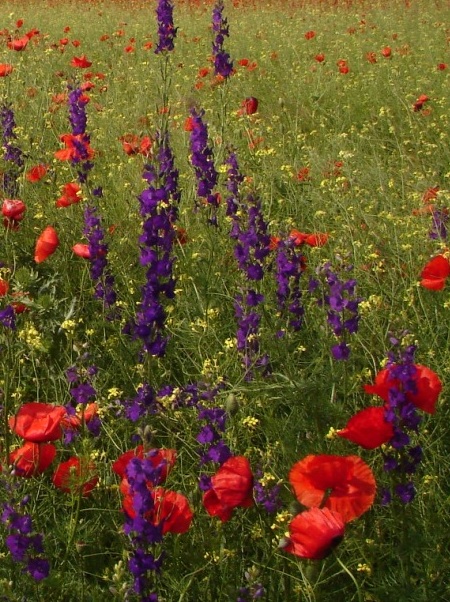 Champ de fleurs en Roumanie
