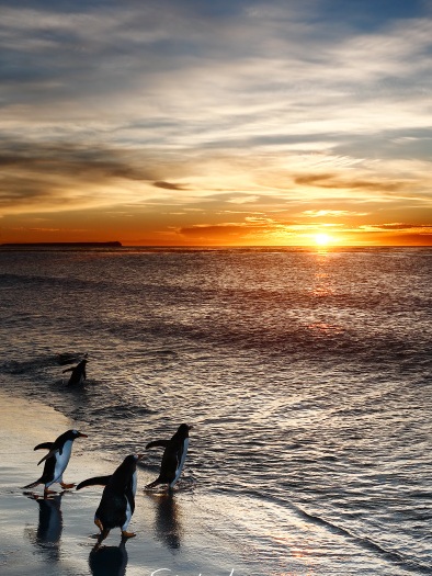 Coucher de soleil sur l'océan avec groupe de manchots aux îles Falkland